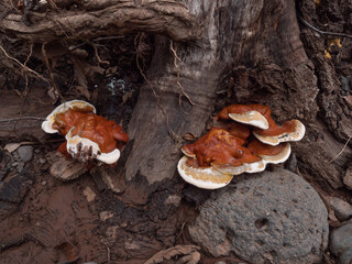 Reishi Mushroom Fungus Herbal Medicine