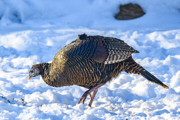 It has been a very snowy, cold, and harsh winter here in Windsor in Upstate NY for the Birds....