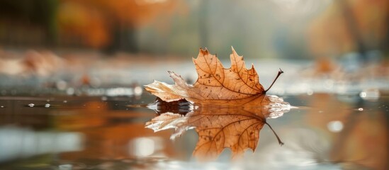 Autumn leaf resting on puddle water.