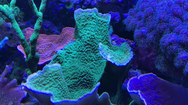 Korallen, Anemonen, Fische im Aquarium. meerwasseraquarium