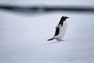 Gentoo penguin in Antarctica. Wild nature. Snow. South Pole.