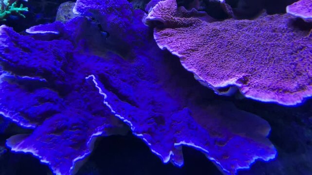 Korallen, Anemonen, Fische im Aquarium. meerwasseraquarium