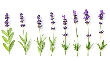 Naklejka premium Lavender growth stages, from sprout to bloom, isolated on white.