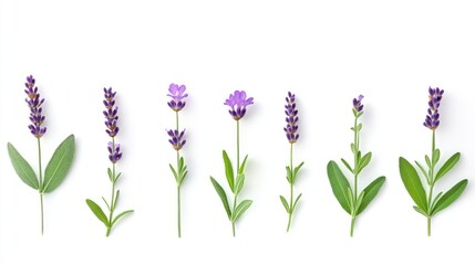 Obraz premium Eight lavender sprigs and flowers arranged on white background.