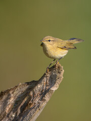 Common chiffchaff -  in autumn at a wet forest 