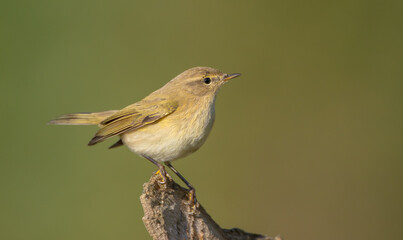 Common chiffchaff -  in autumn at a wet forest 