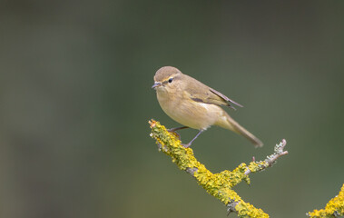 Fototapeta premium Common chiffchaff - in autumn at a wet forest 