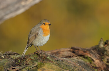 The European robin - at the wet forest in autumn