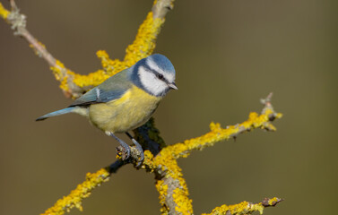 Eurasian Blue Tit - at a wet forest  in autumn