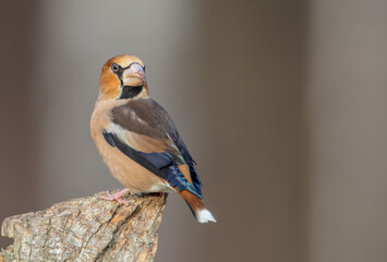 The hawfinch - male in autumn at a wet forest