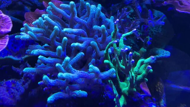 Korallen, Anemonen, Fische im Aquarium. meerwasseraquarium