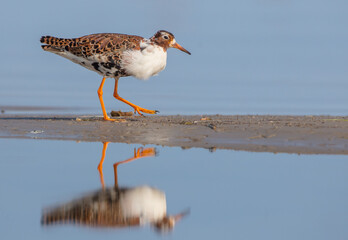Ruff - male bird at a wetland on the mating season in spring
