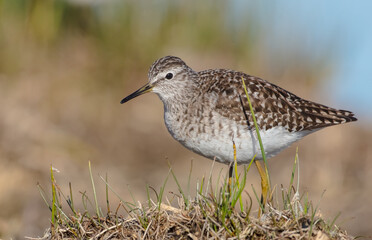 Wood Sandpiper  - in spring on the migration way at wetland