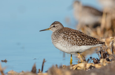 Wood Sandpiper  - in spring on the migration way at wetland