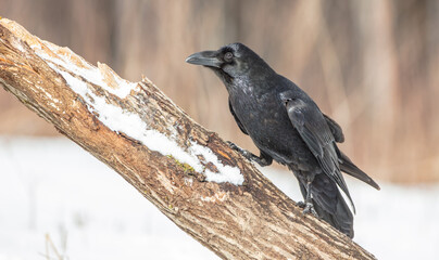 Common Raven - in winter at a wet forest
