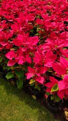 red poinsettia leaves, christmas plant 
