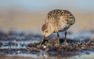 Dunlin - at a seashore on the autumn migration way
