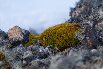 Flora in Antarctica. Nature in Antarctica. Moss. Summer in Antarctica.