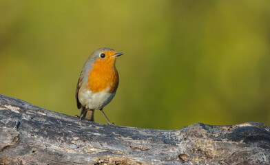 The European robin - at the wet forest in autumn