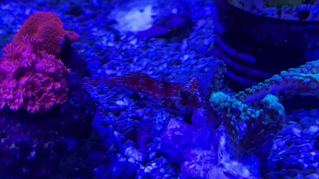 Korallen, Anemonen, Fische im Aquarium. meerwasseraquarium