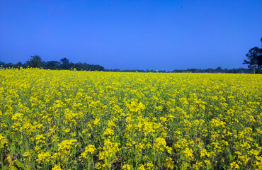 Obraz premium Mustard plants, from this seeds we will get mastered oil 
