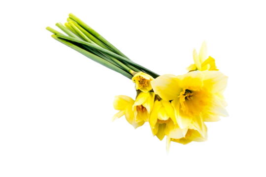 daffodils isolated on transparent background