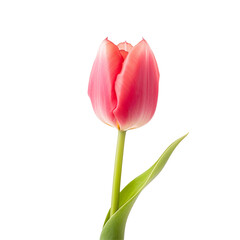 Fototapeta premium Tulip on transparent background