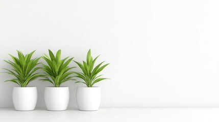 Fototapeta premium Refreshing indoor greenery arrangement with three potted plants against a minimalist white wall backdrop for home and office decoration