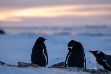 Obraz premium Group of Gentoo penguins in Antarctica. Wildlife. Nature.