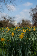 spring in the park,London,St. James's Park's,daffodils 