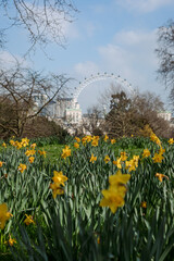 spring in the park,London,St. James's Park's,daffodils 