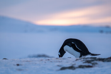 Gentoo penguin in Antarctica. Wild nature. Snow. South Pole. © Oleksandr Matsibura