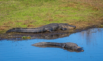 Alligators in the Myakka River in Myakka River State Park in Sarasota Florida USA