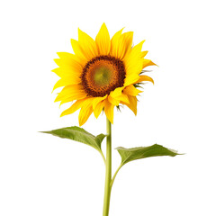 Fototapeta premium Sunflower on transparent background