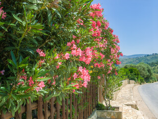 Bright pink oleander flowers busk in full bloom . Sicily, Italy.