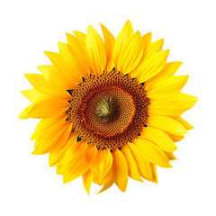 Sunflower on transparent background
