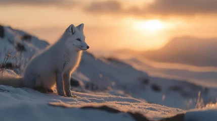 majestic arctic fox with pristine white winter coat standing alert in snowy landscape during golden hour, wildlife photography