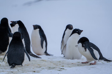 Obraz premium Group of adelie penguins (Pygoscelis adeliae) in Antarctica Berthelot`s island. Wild nature.