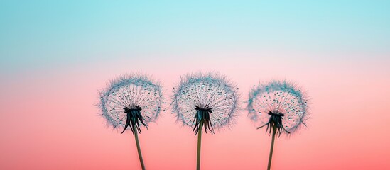 Obraz premium Three Delicate Dandelion Seeds Against a Soft Pastel Background