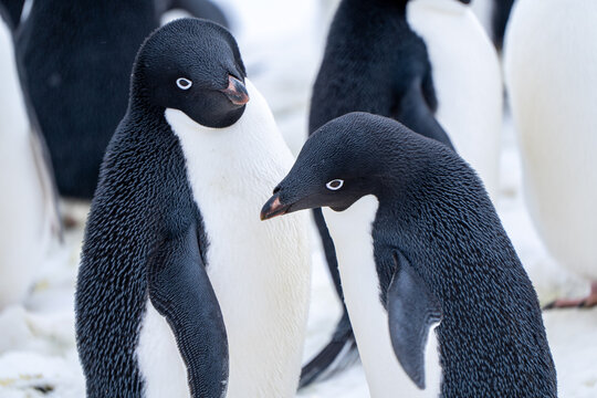 Group of adelie penguins (Pygoscelis adeliae) in Antarctica Berthelot`s island. Wild nature.