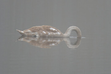 Junger Höckerschwan beim Gründeln