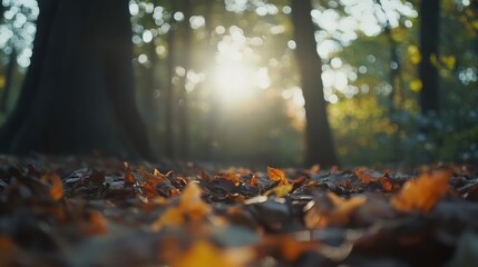 Obraz premium Golden Autumn Leaves on the Forest Floor with Sunlight Shining Through Trees