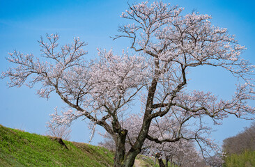 Naklejka premium 満開の桜と青空が広がる春の風景