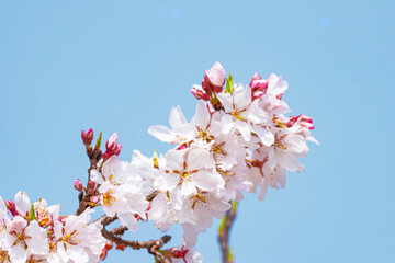 青空を背景に満開の桜のクローズアップ