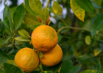 Bright oranges hanging on a lush tree ready for harvest during a sunny afternoon in a vibrant orchard