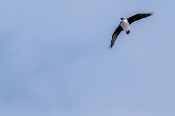 Antarctic shag (Leucocarbo bransfieldensis) flying in the sky. Antarctica.