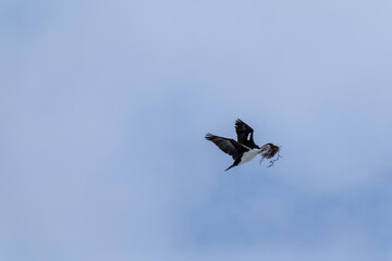 Antarctic Shag -Leucocarbo bransfieldensis- flying and carrying seaweed in its beak as nesting material.