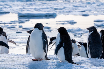 Obraz premium Group of adelie penguins (Pygoscelis adeliae) in Antarctica Berthelot`s island. Wild nature.