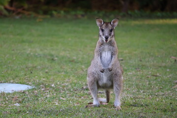 Canguro en Hamilton Island