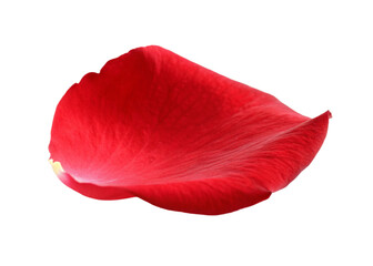Single Red Rose Petal, Isolated on Transparent Background